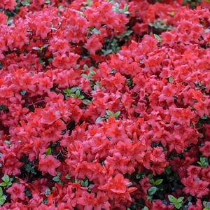 Azalea Hershey Red